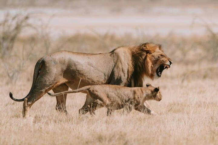 Mikumi Safari Adventure: 2-Day Mikumi National Park Wildlife Safari from Zanzibar photo 2