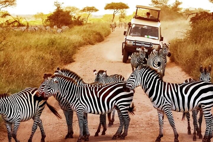 Mikumi Safari Adventure: 2-Day Mikumi National Park Wildlife Safari from Zanzibar photo 3