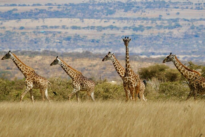 Mikumi Safari Adventure: 2-Day Mikumi National Park Wildlife Safari from Zanzibar photo 4