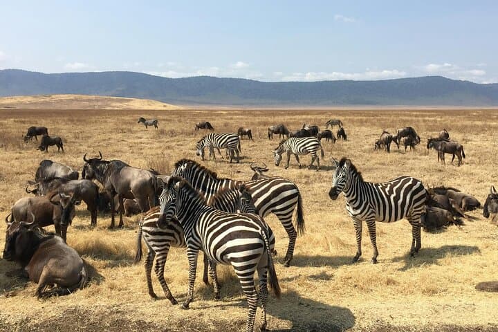 Mikumi Safari Adventure: 2-Day Mikumi National Park Wildlife Safari from Zanzibar photo 5