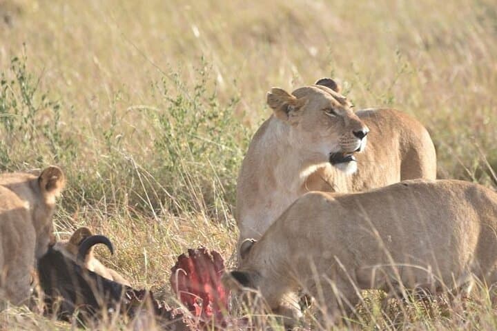 Explore Nairobi National Park, Giraffe Centre & Kobe Beads Factory: A Unique Urban Safari Experience photo 2