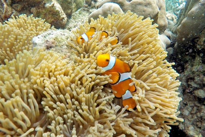 Snorkel Racha Yai & Coral Island: Shared Speedboat Day Trip from Phuket photo 5