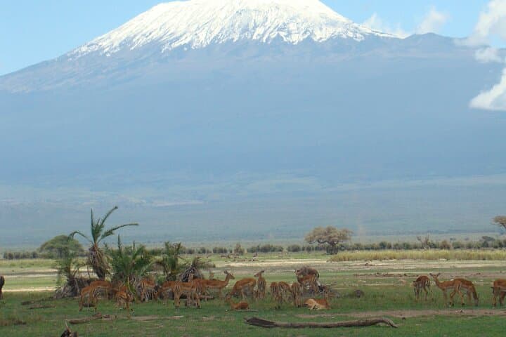7-Day Nairobi to Mombasa Beach Holiday and Game Drive Safari — Amboseli, Tsavo & Mombasa Beaches