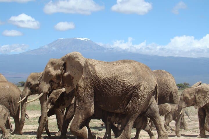 7-Day Nairobi to Mombasa Beach Holiday and Game Drive Safari — Amboseli, Tsavo & Mombasa Beaches photo 4