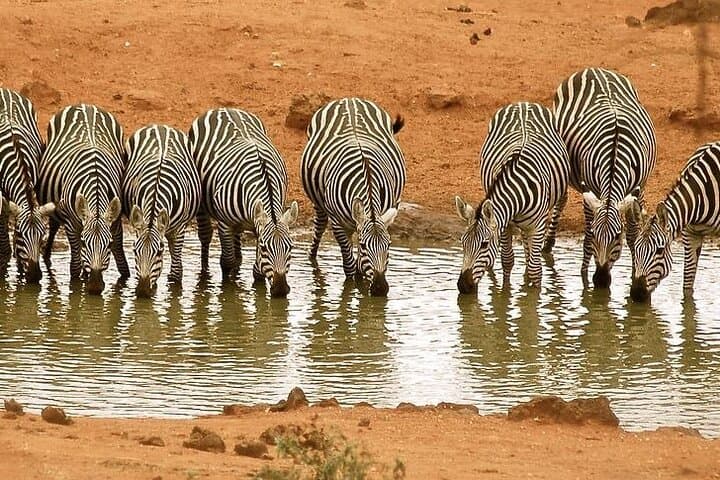 7-Day Nairobi to Mombasa Beach Holiday and Game Drive Safari — Amboseli, Tsavo & Mombasa Beaches photo 5