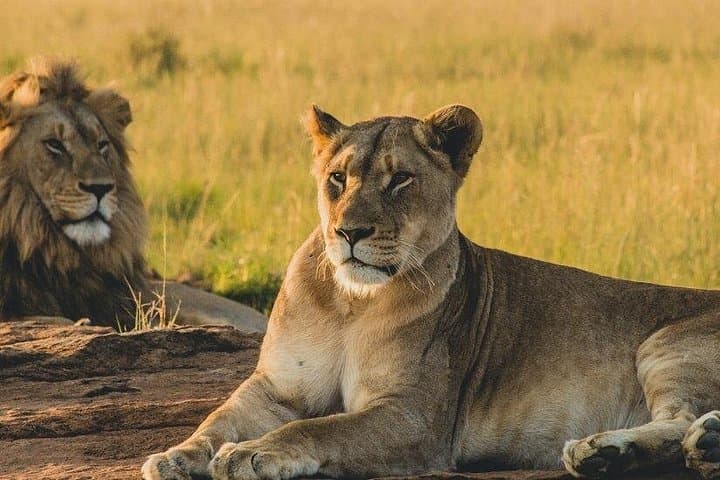 Explore Nairobi National Park, Giraffe Centre & Kobe Beads Factory: A Unique Urban Safari Experience photo 1