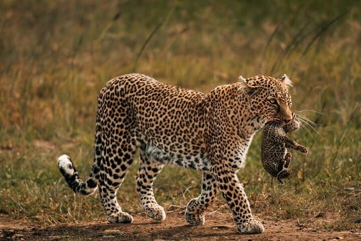 2-Night Tsavo East & West Safari from Mombasa — Game Drives, Lodges & Big Elephants