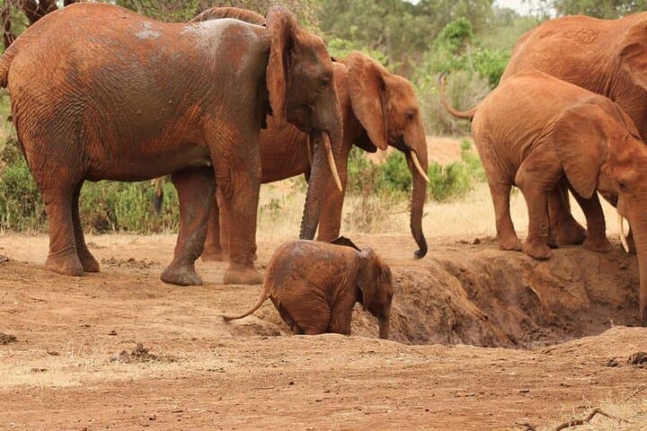 2-Night Tsavo East & West Safari from Mombasa — Game Drives, Lodges & Big Elephants photo 4