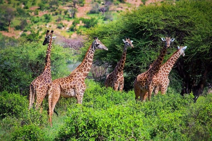 2-Night Tsavo East & West Safari from Mombasa — Game Drives, Lodges & Big Elephants photo 5