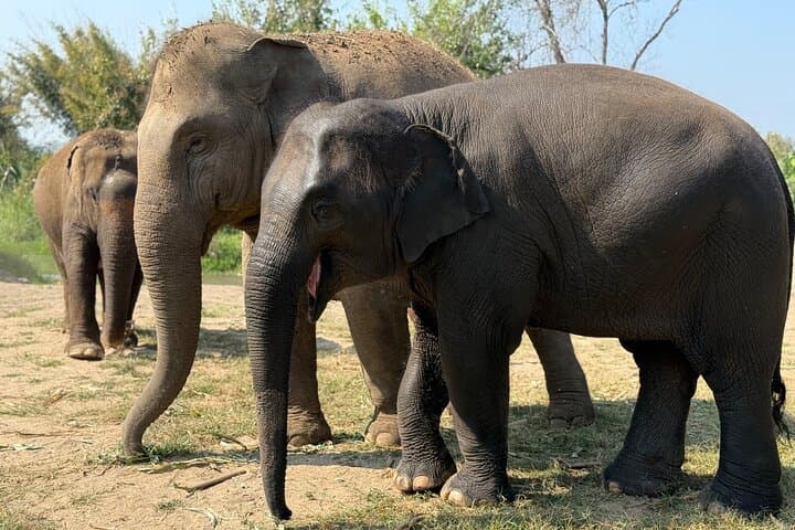 Chiang Mai Ethical Elephant Sanctuary, Wat Ban Den & Sticky Waterfall Day Tour photo 3
