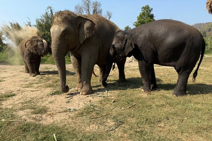 Chiang Mai Ethical Elephant Sanctuary, Wat Ban Den & Sticky Waterfall Day Tour photo 2