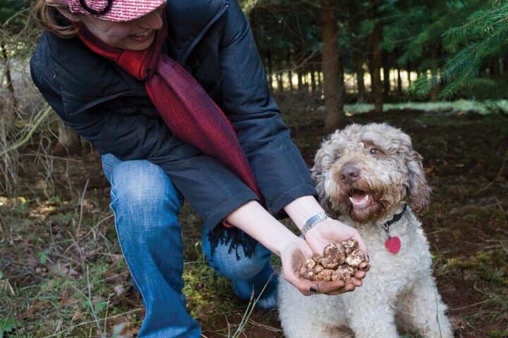 Private VIP Truffle Hunting Day Trip from Milan to Langhe
