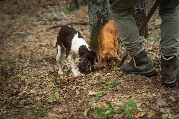 Private VIP Truffle Hunting Day Trip from Milan to Langhe photo 3