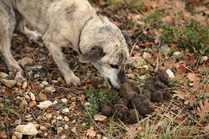 Private VIP Truffle Hunting Day Trip from Milan to Langhe photo 4