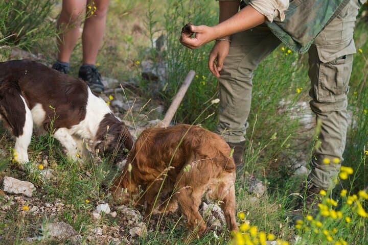 Private VIP Truffle Hunting Day Trip from Milan to Langhe photo 5
