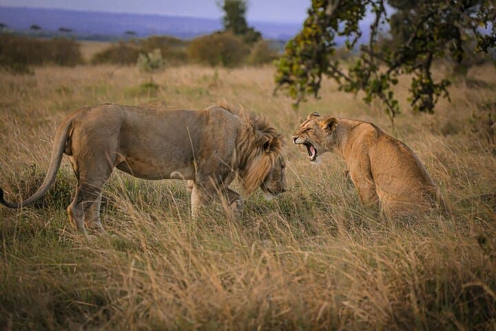 3-Day Budget Safari: Serengeti & Ngorongoro Shared Midrange Experience photo 3