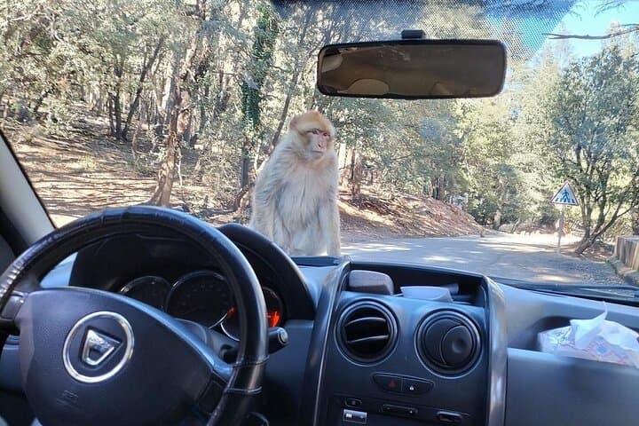 Middle Atlas Day Trip from Fes: Ifrane, Azrou Cedars & Barbary Macaques photo 2