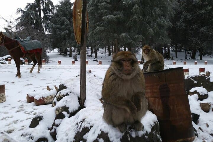 Middle Atlas Day Trip from Fes: Ifrane, Azrou Cedars & Barbary Macaques photo 3
