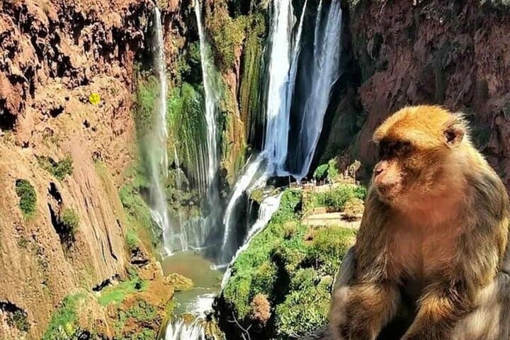Ouzoud Waterfalls Full-Day Tour from Marrakech — Olive-Grove Trails, Monkeys & Boat Rides
