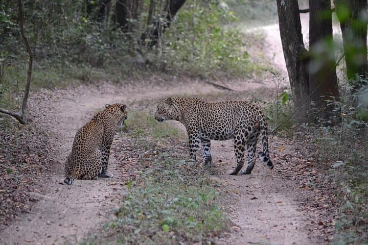 Yala National Park Full-Day Safari: Leopard Spotting with Breakfast & Lunch photo 2