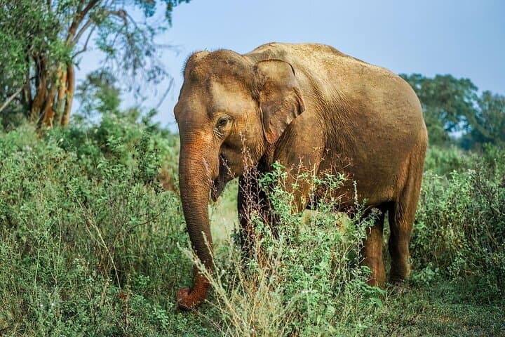 Yala National Park Full-Day Safari: Leopard Spotting with Breakfast & Lunch photo 3