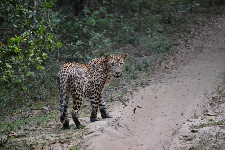 Yala National Park Full-Day Safari: Leopard Spotting with Breakfast & Lunch