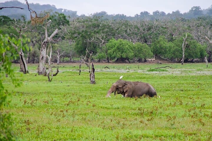 Yala National Park Full-Day Safari: Leopard Spotting with Breakfast & Lunch photo 5