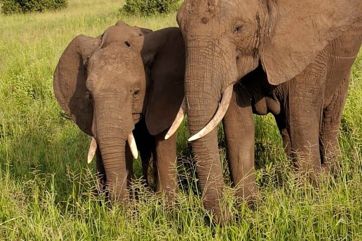 4-Day Midrange Tanzania Safari: Tarangire, Serengeti & Ngorongoro photo 3