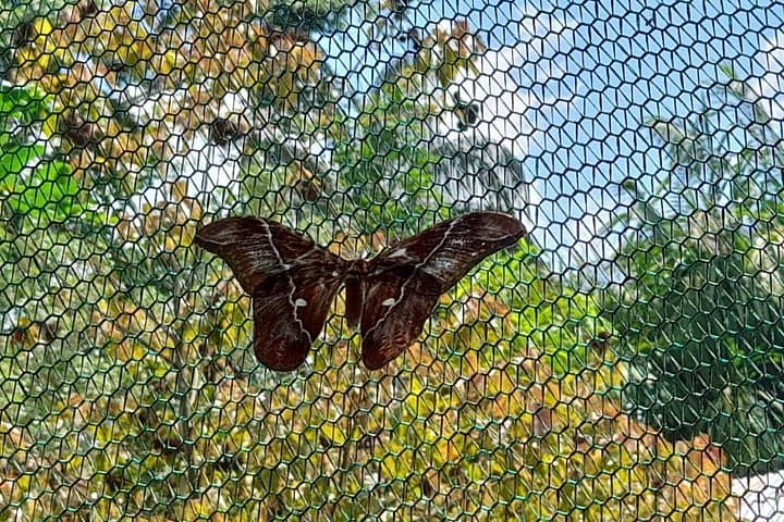 Pilpintuwasi Butterfly Farm & Indigenous Community Tour from Iquitos photo 4