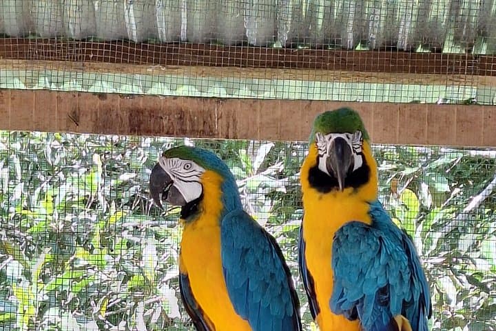 Pilpintuwasi Butterfly Farm & Indigenous Community Tour from Iquitos photo 3
