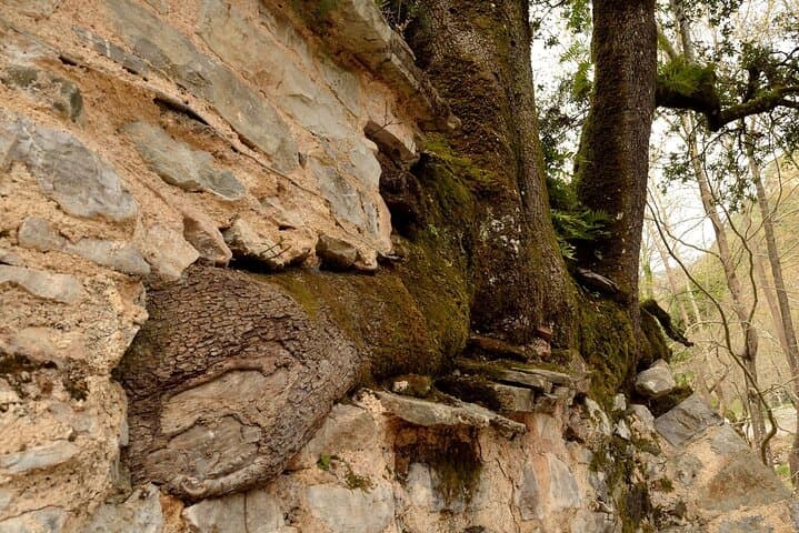 Agia Theodora Temple, Arcadia — The Church Where Trees Grow Through Stone photo 2