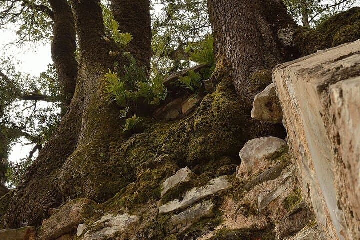 Agia Theodora Temple, Arcadia — The Church Where Trees Grow Through Stone photo 4