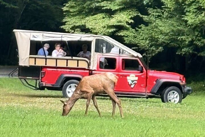 Smoky Mountains Cherokee Elk Safari by Open-Air Jeep: Blue Ridge Views, Waterfalls, and Wildlife