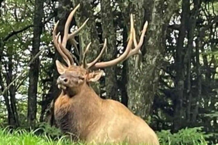 Smoky Mountains Cherokee Elk Safari by Open-Air Jeep: Blue Ridge Views, Waterfalls, and Wildlife photo 3