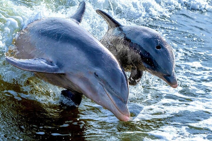 Private Marco Island 10,000 Islands Sightseeing and Dolphin Tour photo 4