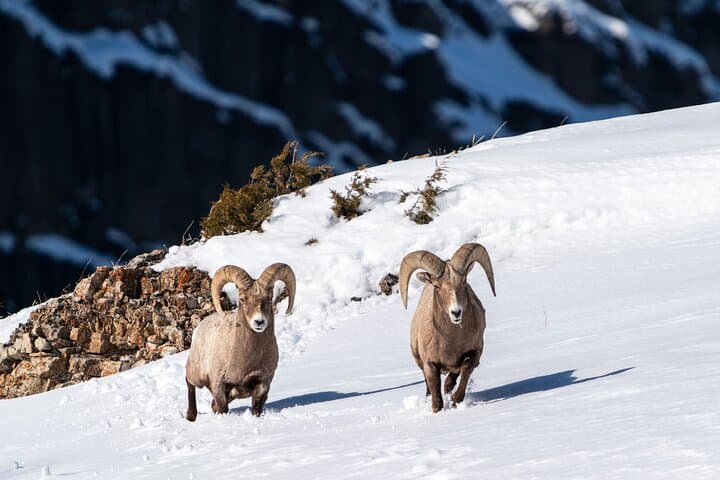 Master Wildlife Photography on a Full-Day Guided Tour in Yellowstone photo 2