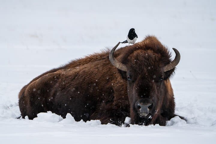 Master Wildlife Photography on a 3-Day Yellowstone Adventure photo 3