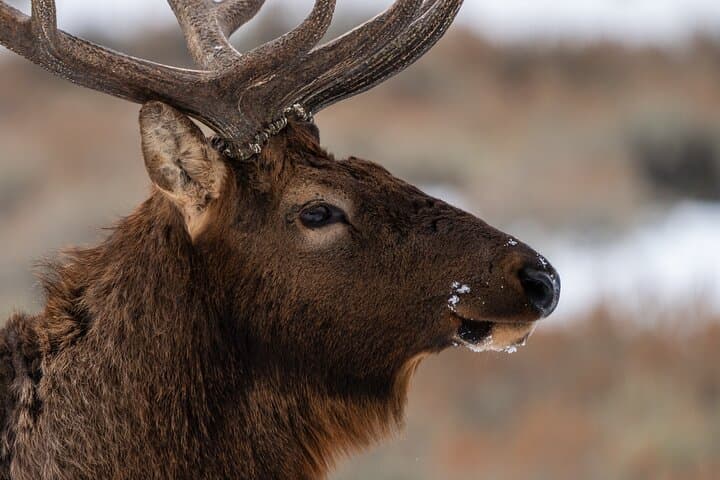 Master Wildlife Photography on a Full-Day Guided Tour in Yellowstone photo 6