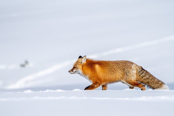 Master Wildlife Photography on a 3-Day Yellowstone Adventure