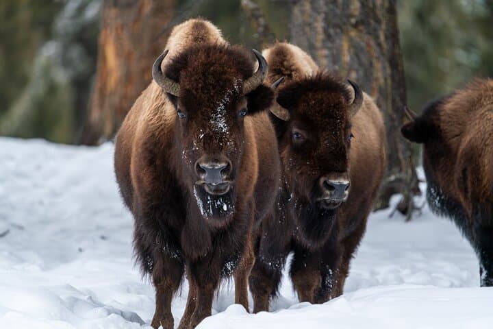 Mastering Yellowstone Wildlife Photography: A Half-Day Private Tour Experience photo 4