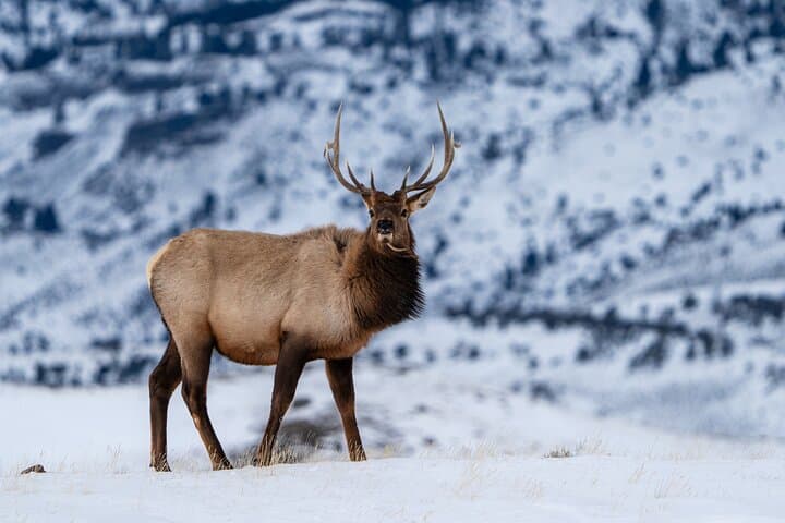 Master Wildlife Photography on a 3-Day Yellowstone Adventure photo 4
