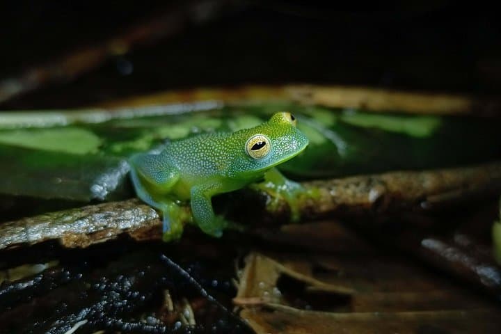 La Fortuna Night Walk: Guided Wildlife Tour in Arenal Rainforest photo 1