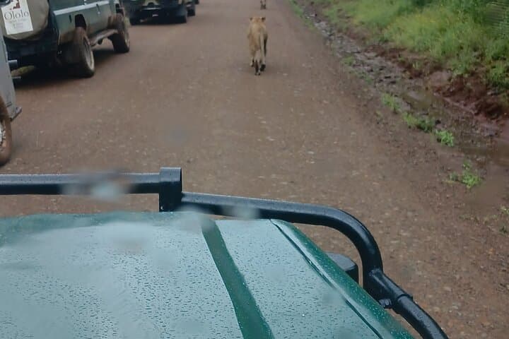 Private Nairobi National Park Safari with Sheldrick or Giraffe Centre Visit photo 2