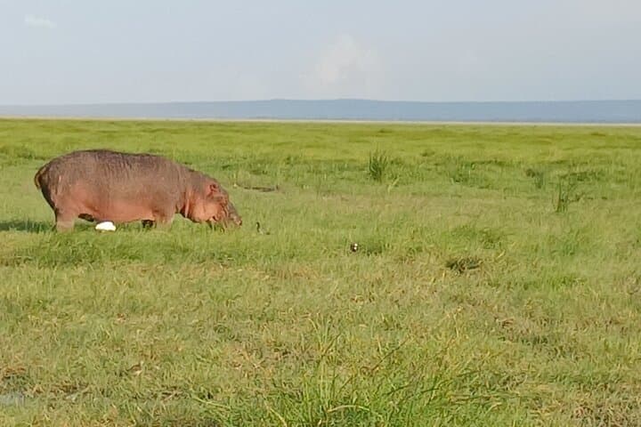 Private Nairobi National Park Safari with Sheldrick or Giraffe Centre Visit photo 3