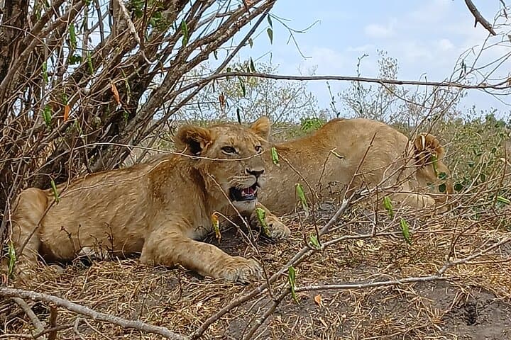 Private Nairobi National Park Safari with Sheldrick or Giraffe Centre Visit photo 4
