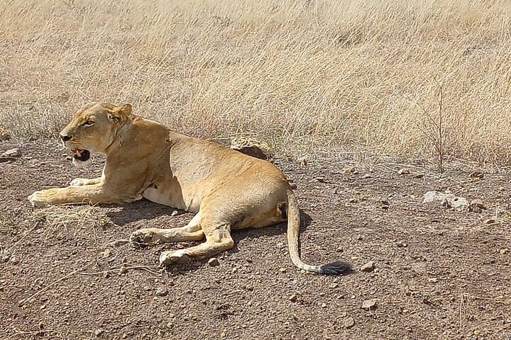 Private Nairobi National Park Safari with Sheldrick or Giraffe Centre Visit photo 6
