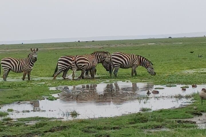 Urban Safari Adventure: Exploring Nairobi National Park in a Private 4x4 Jeep photo 4
