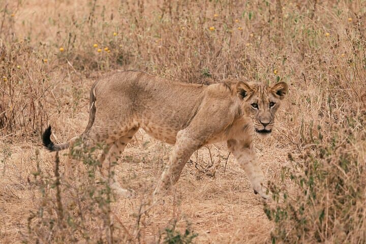 Day Trip to Tarangire National Park — Full-Day Safari Game Drive from Arusha photo 2