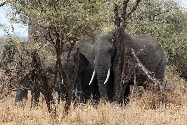 Day Trip to Tarangire National Park — Full-Day Safari Game Drive from Arusha photo 1