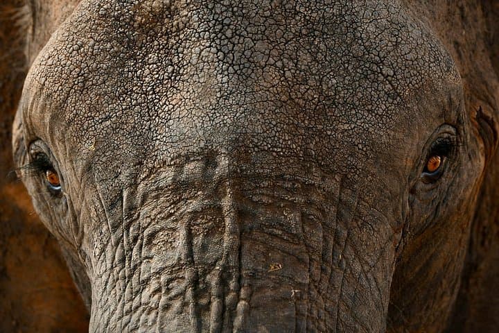 Day Trip to Tarangire National Park — Full-Day Safari Game Drive from Arusha photo 4